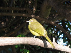 Yellow-bellied Greenbul